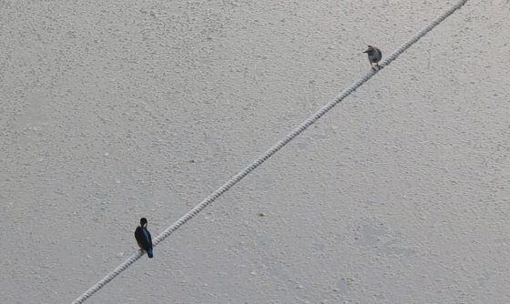 물총새(왼쪽) 옆으로 할미새(오른쪽)가 날아들어 영역 침범을 경계하는 모습. 이석우씨