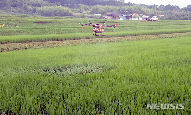 [곡성=뉴시스] 전남 곡성군은 쌀 적정생산을 위해 오는 15일까지를 '벼농사 후기 병해충 방제 기간'으로 정하고 적기 방제에 나선다고 2일 밝혔다. (사진=곡성군청 제공). photo@newsis.com *재판매 및 DB 금지