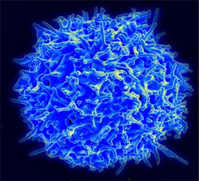 주사전자현미경(SEM)으로 촬영한 건강한 사람의 T세포. 플리커 제공