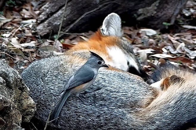 털을 뽑기 위해 잠자는 여우 등에 내려앉은 댕기박새. 털 훔치기는 새들의 알려지지 않은 행동일 가능성이 제기됐다. ‘텍사스 뒷마당의 야생동물’ 유튜브 영상 갈무리