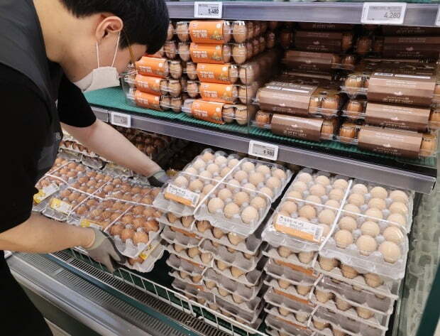지난달  22일 서울 한 대형마트에서 관계자가 달걀을 진열하고 있다. [사진=연합뉴스]