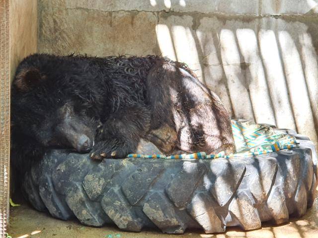 타이어 방석 위에서 쉬고 있는 보금이. 곰보금자리프로젝트 제공