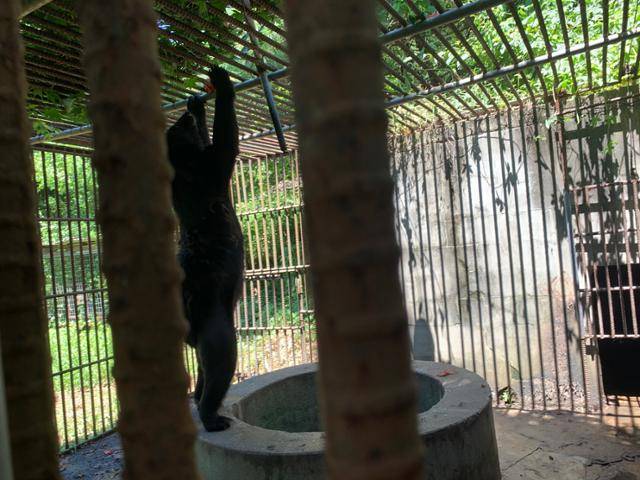 곰이 철창 위에 놓여진 토마토를 먹기 위해 안간힘을 쓰고 있다. 화천=고은경 기자