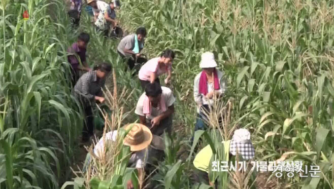 지난달 폭염과 가뭄으로 농사에 어려움을 겪었던 북한이 이번달에는 폭우와 홍수 대비책을 마련하는 데 집중하고 있다. 사진은 지난달 16일 조선중앙TV의 농작물 가뭄피해 상황 보도 화면.                                                                                                      연합뉴스