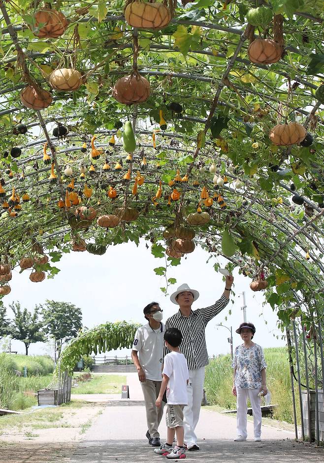 A family walks under a garden tunnel adorned with pumpkin and calabash vines at Seoul Sky Park on Friday. (Baek So-ah/The Hankyoreh)