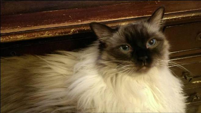 희소질환으로 죽은 영국 고양이 영국 고양이 프레이자의 생전 모습. 고양이 주인 스티븐 배럿 트위터 캡처. 재판매 및 DB 금지.