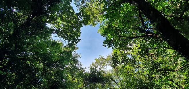 The empty sky holes in Gotjawal indicate places where a tree has recently died. (Kim Hae-yeon/The Korea Herald)