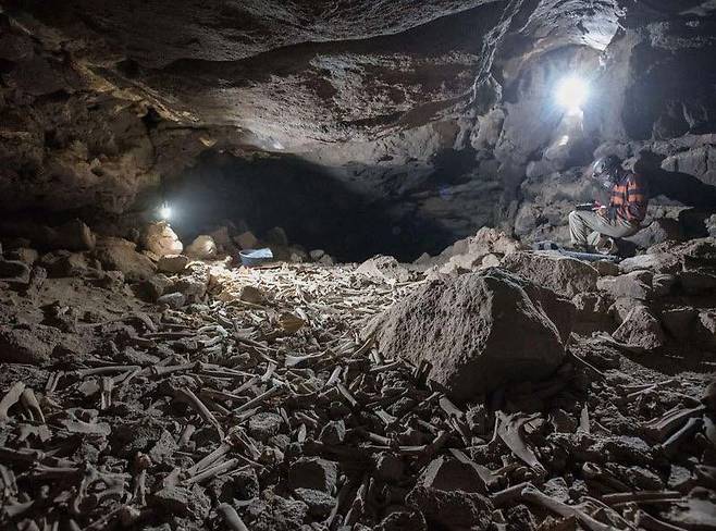 최근 연구진이 사우디아라비아 용암지대의 동굴에서 발견한 뼈더미. 줄무늬하이에나가 7000여년동안 이용하면서 동물 뼈를 가져다놓은 것으로 연구진은 결론내렸다./ Archaeological and Anthropological Sciences