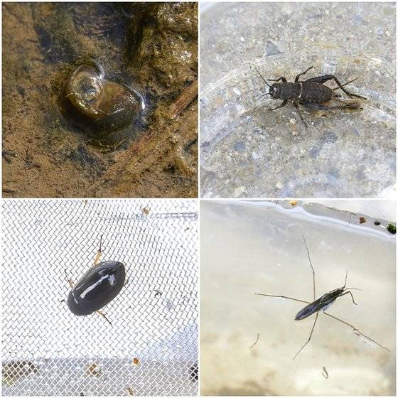 맨 위쪽부터 시계 방향으로 논우렁이, 왕귀뚜라미 약충, 소금쟁이, 물땡땡이. 한여름 논과 그 주변 웅덩이에서 만날 수 있는 생물들이다. 이들을 포함한 다양한 동식물들이 논을 중심으로 생태계를 형성한다.