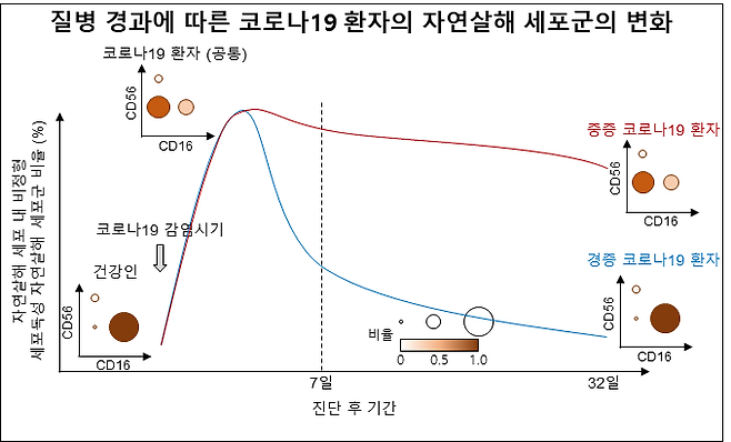 코로나19에 감염되면 비정상 자연살해 세포의 수가 빠르게 증가한다. 경증 코로나19 환자는 이 수가 다시 줄어들고 정상 자연살해 세포의 수가 회복되지만 중증 환자는 계속해 비정상 세포가 그 수를 유지한다. KAIST 제공