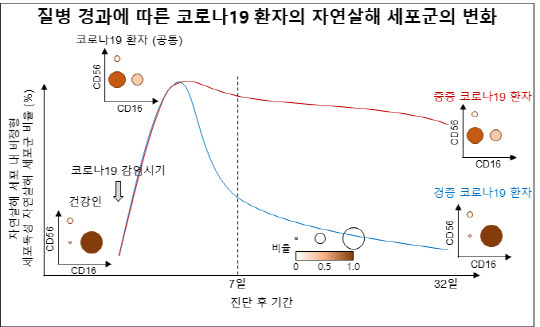 신의철 KAIST 교수 연구팀과 김연숙·천신혜 충남대병원 교수 연구팀은 코로나19 환자의 감염 경과에 따라 자연살해 세포가 감소하고, 중증 환자에게서 감소 상태가 더 지속돼 선천 면역반응 손상을 일으킨다는 사실을 밝혀냈다.



KAIST 제공