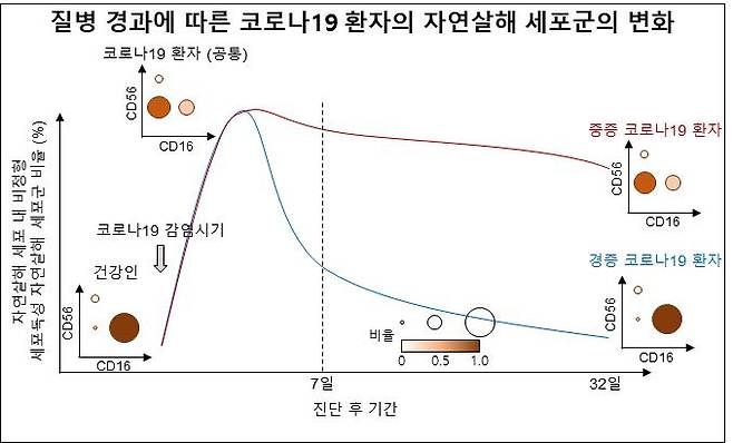 코로나19 환자의 체내 항바이러스 세포의 변화추이 - 카이스트-충남대병원 제공