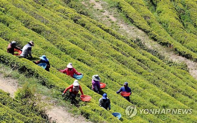 보성 녹차밭 [연합뉴스 자료사진]