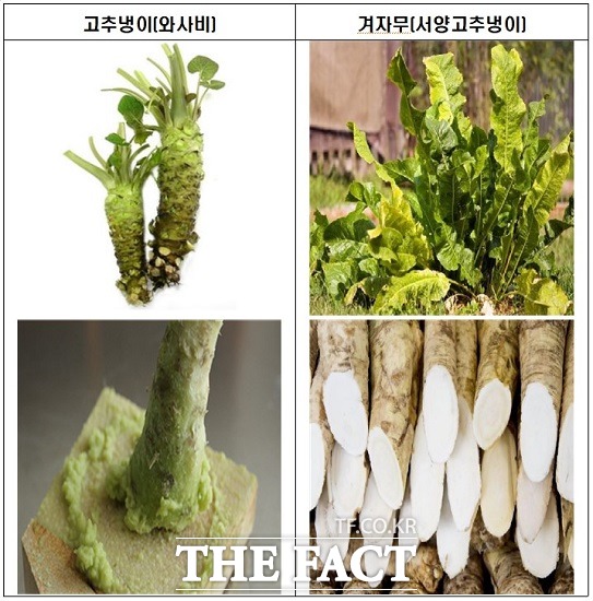 식약처, 겨자무 사용하고 '고추냉이'로 허위 표시한 9개 업체 적발