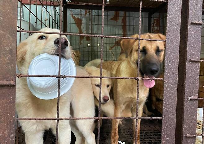 어린 강아지들은 사람을 반기며 꼬리를 흔들어댔다.