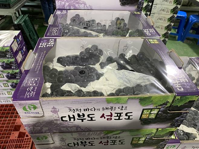 안산 '대부도 섬포도' [안산시 제공. 재판매 및 DB 금지]