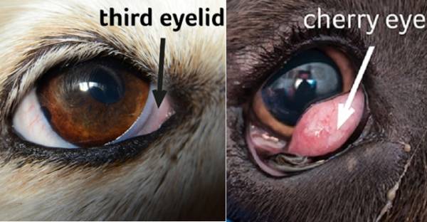 동물들의 제3눈꺼풀(제삼검안). 안구에 수분을 공급하고 외부 충격을 막는 역할을 한다. 오른쪽 사진은 제3눈꺼풀이 튀어나온 ‘체리아이’ 모습. 미국 Pet Medical Center