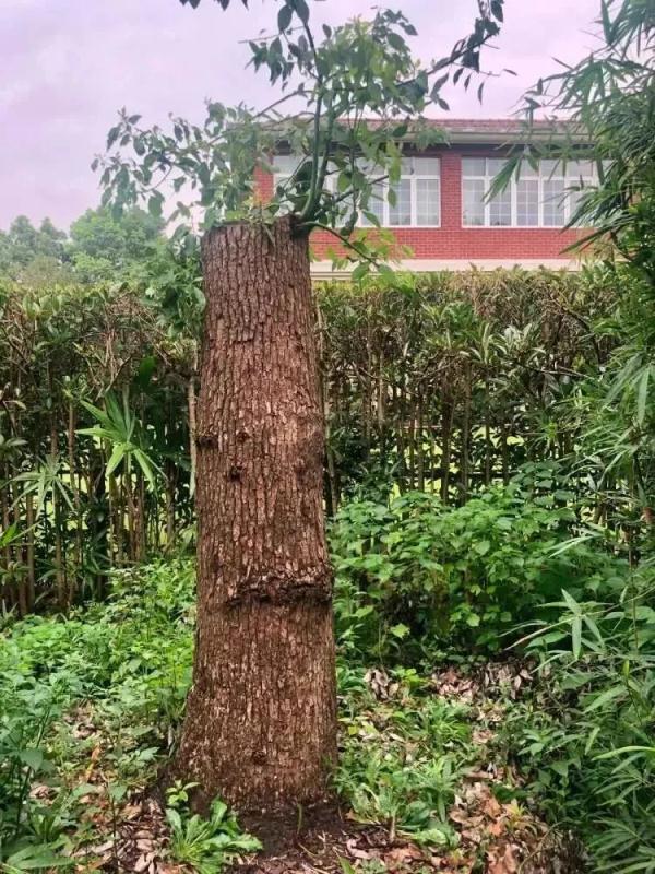 중국 상하이에 거주하는 남성이 자신이 돈을 주고 산 나무(사진)의 나뭇가지를 잘라냈다는 이유로 한화 2600만원 상당의 벌금형을 받은 사연을 공개했다.