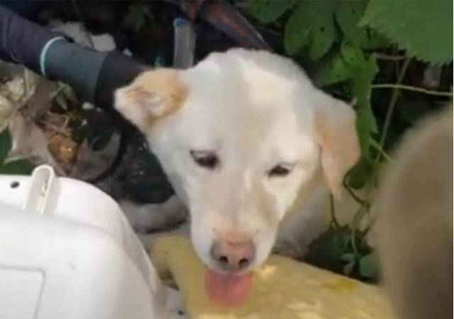 경계심이 강했던 엄마개 시선이는 막상 구조되자 사람의 손길을 받아들였다. 시선이는 목줄도 착용한 상태였다. 동물자유연대 제공