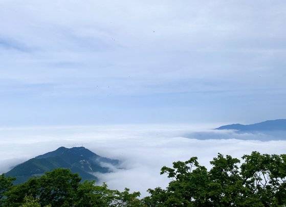 지난 6월 10일 대관령 옆 능경봉에서 바라본 제운산. 대관령을 오가는 옛 영동고속도로는 제운산 왼편 너머에 있다. 김홍준 기자