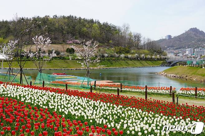 삼학도 일원에 튤립, 보라색 무스카리, 샛노란 수선화 등 2만5000여본의 꽃이 만개한 모습(목포시 제공)2021.4.2/뉴스1
