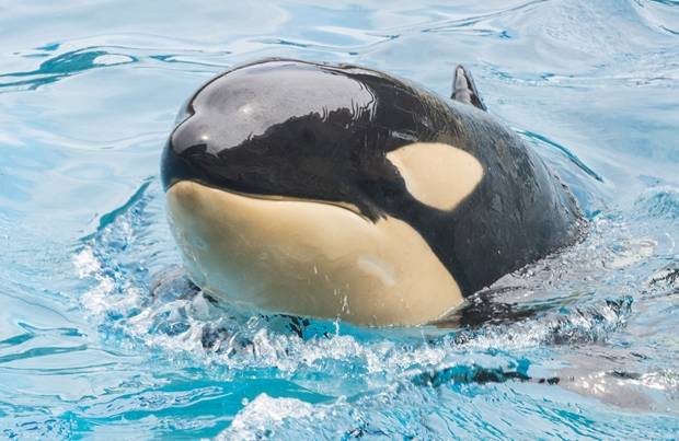 세계 최대 해양테마파크인 미국 씨월드 샌디에이고에서 나고 자란 암컷 범고래 ‘아마야’가 지난 19일 돌연 세상을 떠났다./AP연합뉴스