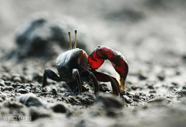 좌치나루터의 차진 갯벌에서 농게가 부지런히 먹이를 먹고 있다.