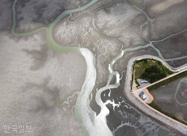 람사르고창갯벌센터 부근 고창갯벌. 펄갯벌에 난 갯골이 살아 있는 나뭇가지처럼 보인다.