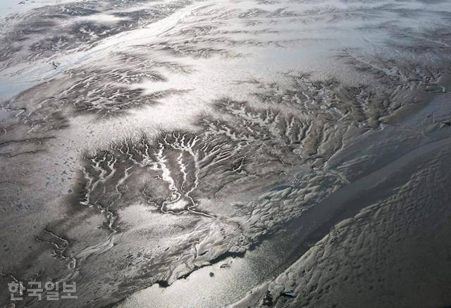 펄갯벌에 갯골이 실핏줄처럼 연결돼 있다.