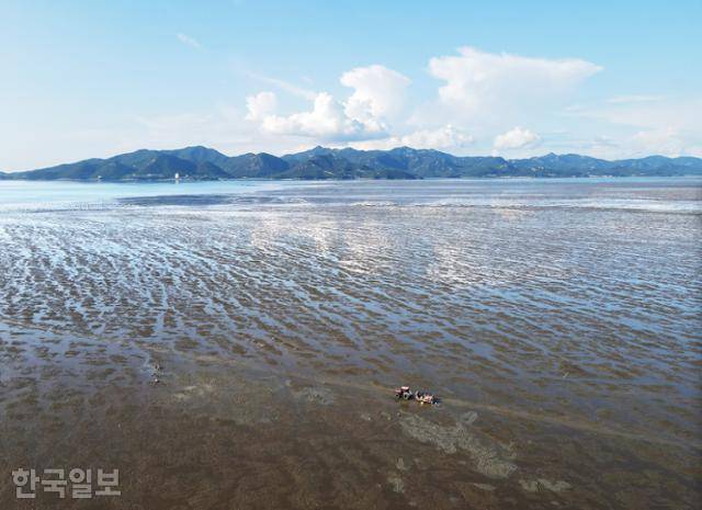 드넓게 펼쳐진 만돌마을 앞 고창갯벌에서 바지락 잡이에 나선 트랙터가 질주하고 있다.