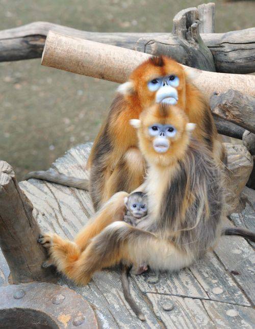 콧구멍은 위로 향해 있으며, 봄 여름에는 털이 짧고 회갈색으로 보인다. [사진 에버랜드동물원 제공]