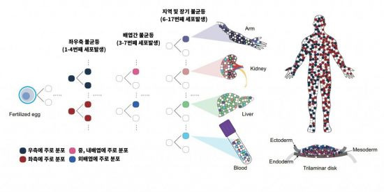 배아 발생 과정에서 관찰되는 불균등한 세포 분포 모식도 = 경북대병원 제공