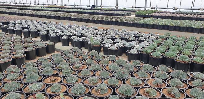 경기도 한 다육 농가. [사진 = 김승한 기자]