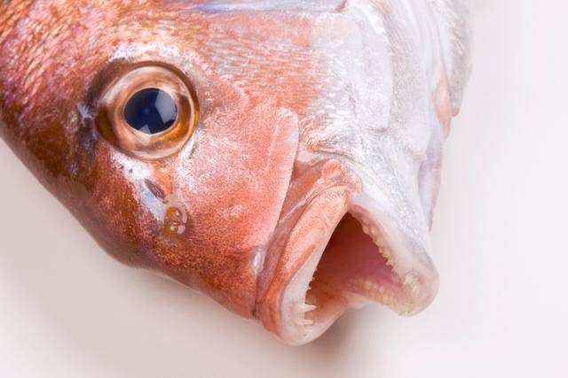 참돔 한 마리. "당신에게 나는 어떤 존재인가요". 게티이미지뱅크