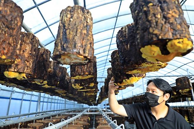 장흥 버섯 재배 농가의 '장수상황버섯'