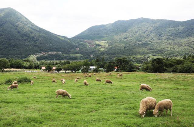 무등산양떼목장에서 200여 마리의 양이 평화롭게 풀을 뜯고 있다. ⓒ박준규