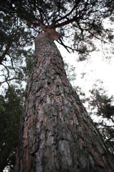 왕릉 주변에 하늘 높이 치솟은 소나무.