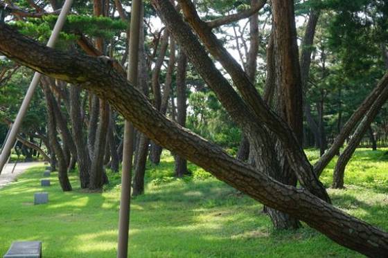 기울어진 크다란 소나무가 쇠막대기 지지대로 의지하여 서 있는 모습.