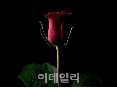 케빈 아보쉬의 작품 ‘포에버 로즈’(Forever Rose). (사진=www.dpreview.com)