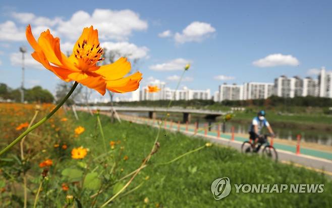 파란 가을 하늘 아래 (서울=연합뉴스) 임헌정 기자 = 완연한 가을 날씨를 보인 3일 서울 양천구 목동 안양천 생태공원에 황화코스모스가 피어 있다. 2021.9.3 kane@yna.co.kr