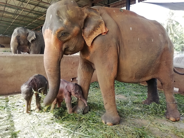 AFP통신은 지난달 31일 ‘코끼리의 낙원’으로 불리는 피나왈라(핀나웰라) 코끼리 보육원에서 수컷 쌍둥이가 태어났다고 전했다.