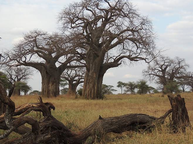 나무를 뿌리를 위로 뒤집어 심은 모습의 바오바브나무는 서구에선 신비로운 나무이지만 아프리카에서는 새로운 개발 가능성을 보여주는 나무로 주목받는다. 위키미디어 코먼스 제공