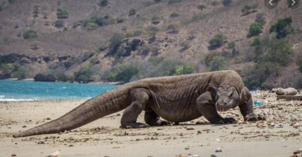 코모도왕도마뱀이 IUCN 적색목록의 ‘취약’단계에서 ‘멸종위기’ 단계로 재분류됐다. 사진=자료사진