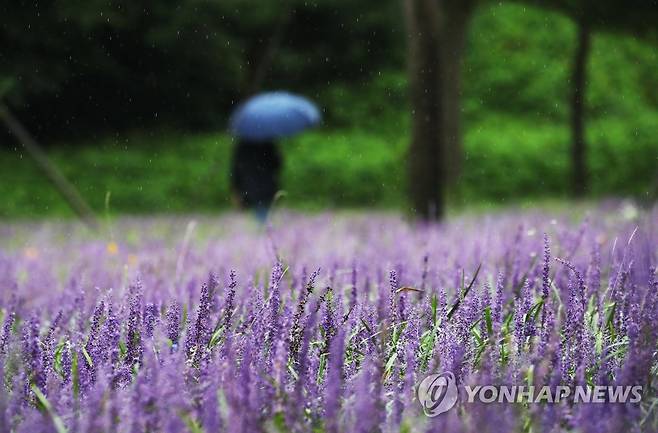 가을비 [연합뉴스 자료사진]