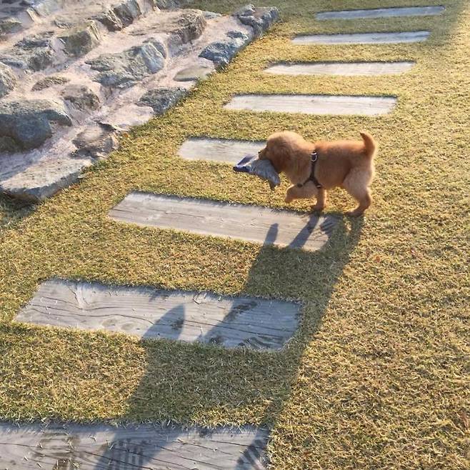 인스타그램 @dal.maru