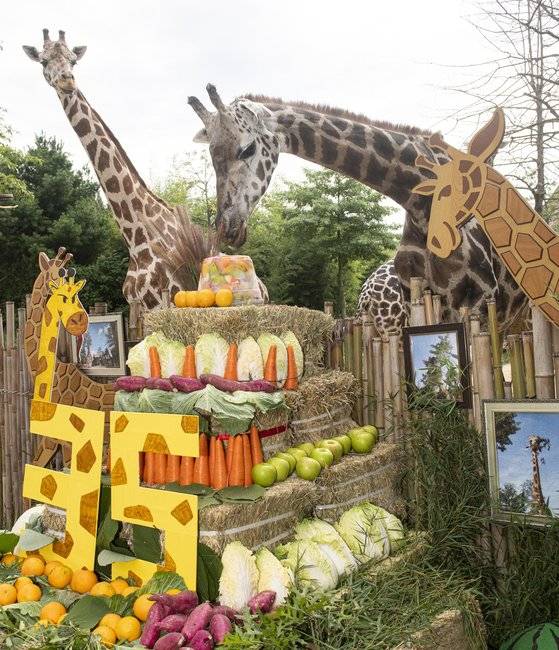 35번째 생일을 맞은 용인 에버랜드의 기린 장순이. 1986년생인 장순이는 사람으로 따지면 100세 생일을 맞은 것이다. 에버랜드