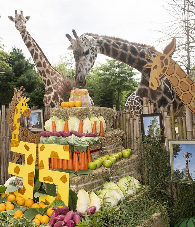 동료기린의 축하