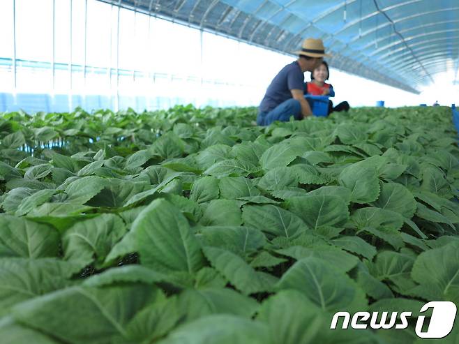 깻잎(옥천군 제공).2018.06.19.© News1© News1