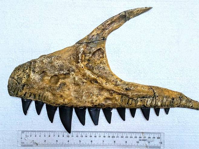 울루그베그사우루스의 이빨을 재구성한 이미지.(사진=다이노사우르 밸리 스튜디오스)