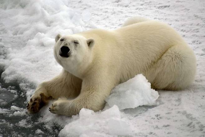 해빙 위에서 휴식을 취하고 있는 북극곰의 모습.(사진=AFP 연합뉴스)